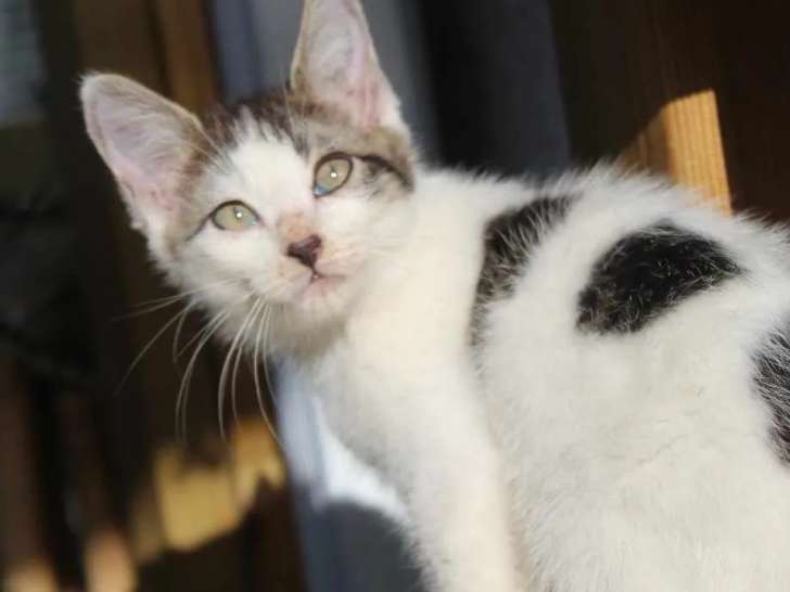 Chaton mâle de 2 mois à la recherche d'un foyer