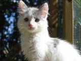 Adoption disponible : chaton mâle gris et blanc
