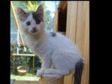 Adoption disponible : chaton mâle gris et blanc