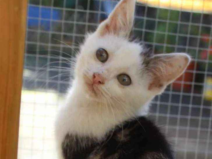 À accueillir : chaton mâle tigré blanc