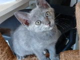 À adopter, chatonne de 2 mois