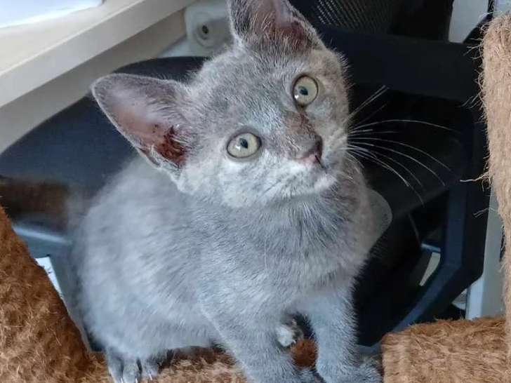 À adopter, chatonne de 2 mois