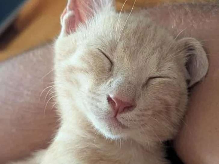 Disponible à l'adoption, chaton mâle au pelage crème
