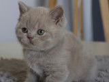Chatons de race British Shorthair à vendre (3 femelles & 1 mâle)
