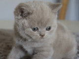 Chatons de race British Shorthair à vendre (3 femelles & 1 mâle)