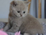 Chatons de race British Shorthair à vendre (3 femelles & 1 mâle)
