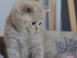 Chatons de race British Shorthair à vendre (3 femelles & 1 mâle)