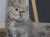 Chatons de race British Shorthair à vendre (3 femelles & 1 mâle)