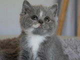 Chatons de race British Shorthair à vendre (3 femelles & 1 mâle)