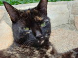 En attente d’adoption, chatte de 2 ans