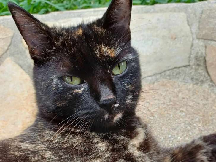 En attente d’adoption, chatte de 2 ans