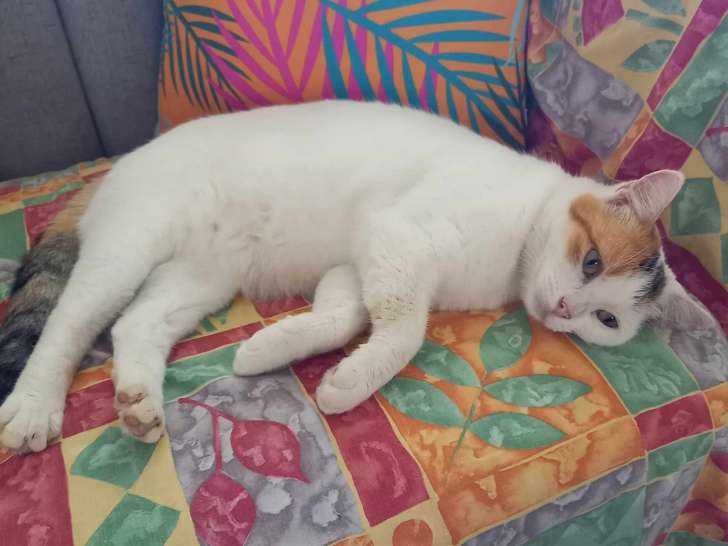 Prête pour l’adoption, chatte tricolore