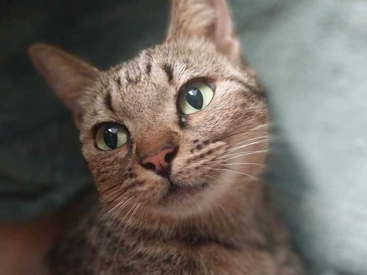 En attente d'un foyer, chatte tigrée