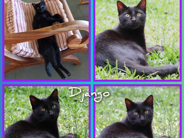 À accueillir : chat de couleur noire