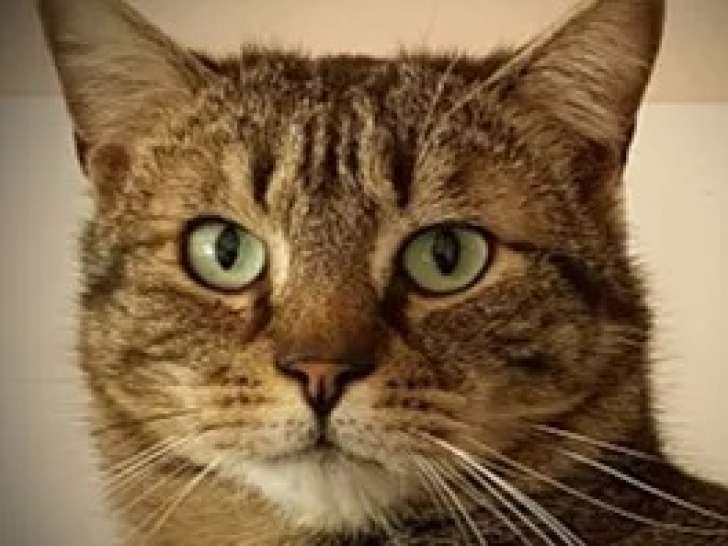 Adoption disponible : chat de 5 ans