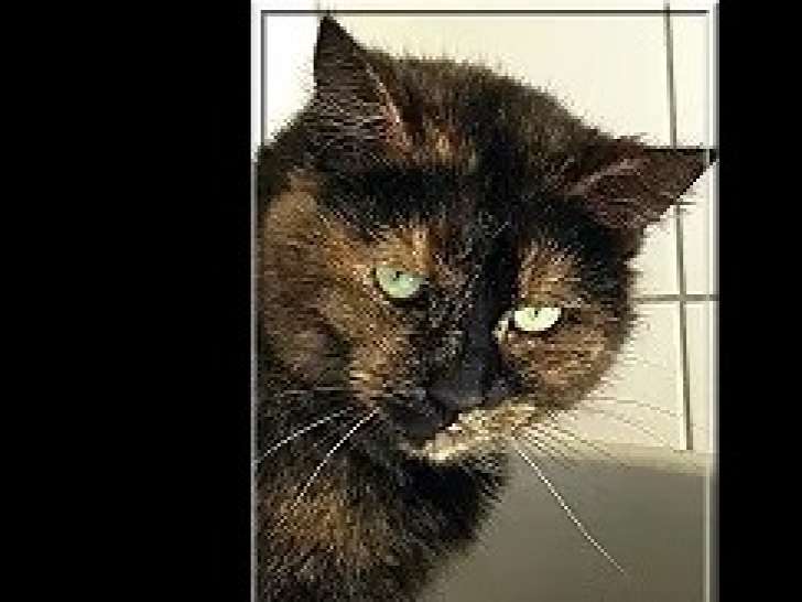 À la recherche d’un foyer : chatte de 8 ans