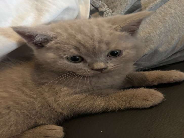 Chatons British Shorthair à vendre