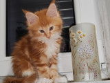 Apollon
