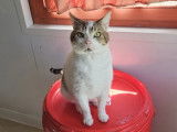 Adoption disponible : chat de 3 ans
