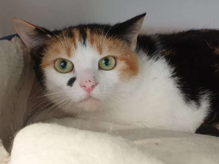À la recherche d’un foyer, chatte d’un an