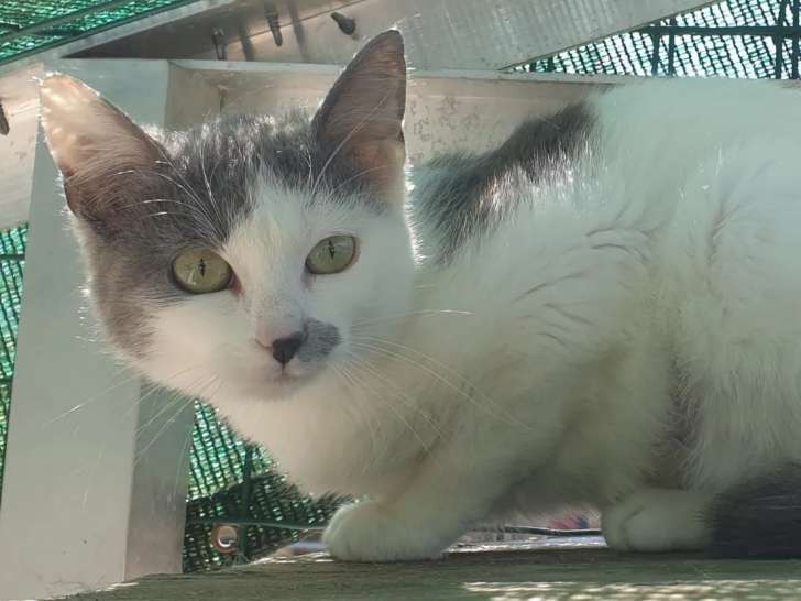 À adopter : chatonne grise et blanche