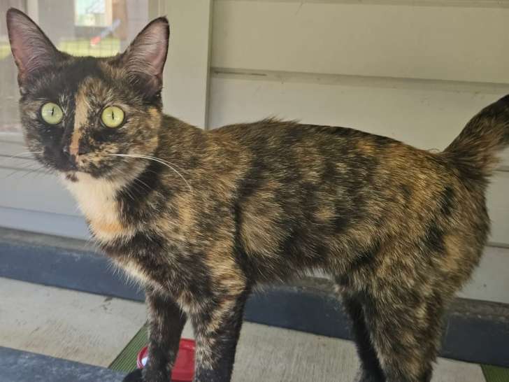 Disponible à l’adoption : chatte âgée d’un an