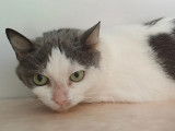 Prête pour l’adoption : chatte de 5 ans