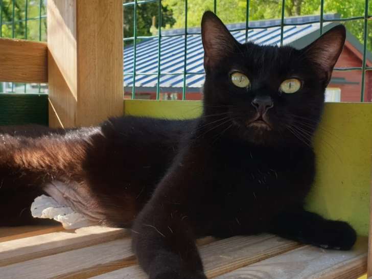 En attente d’une famille : chatte au pelage noir