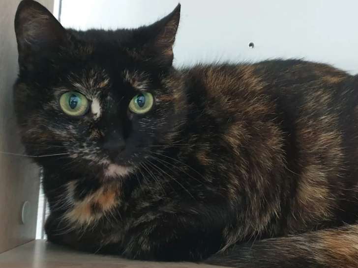 En quête d’une famille : chatte âgée de 3 ans