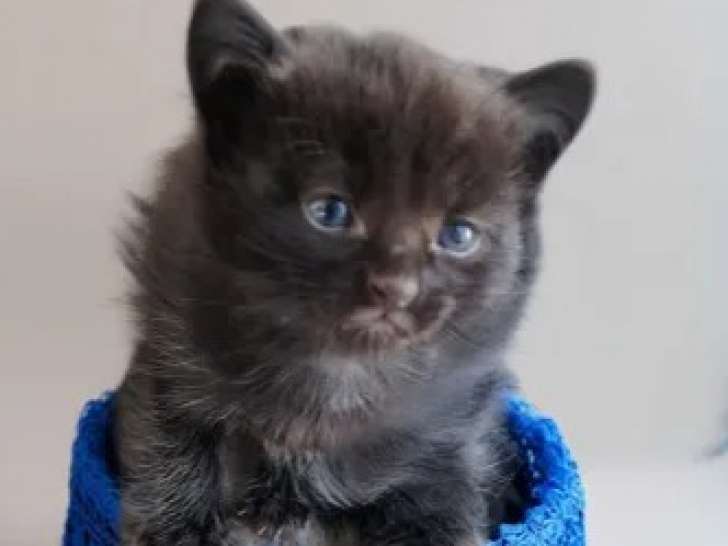 Chaton mâle noir et blanc à adopter