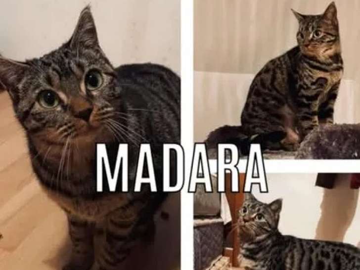 Chaton femelle tigré disponible à l’adoption
