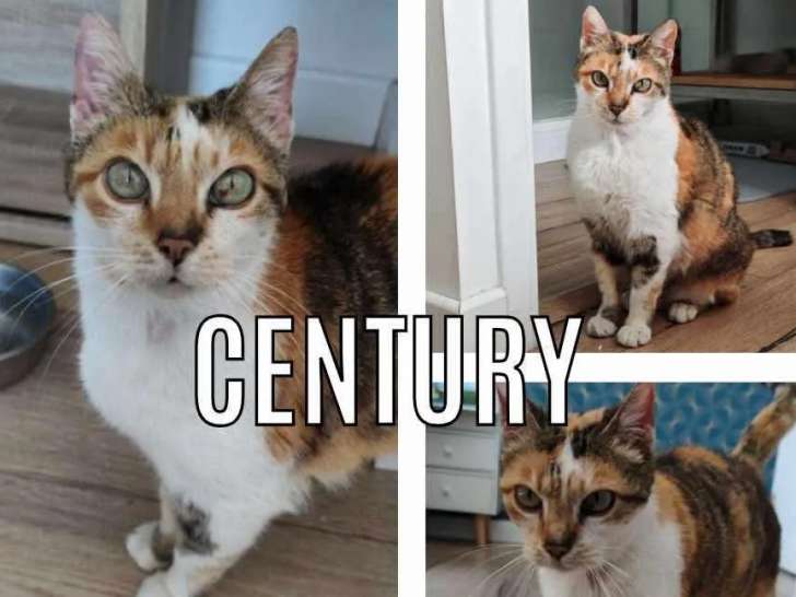 Chat tricolore en attente d’adoption