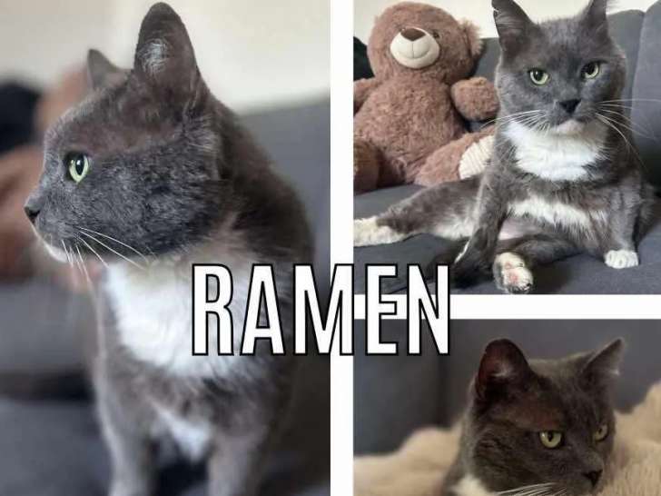 Chat de 2 ans prêt pour l’adoption