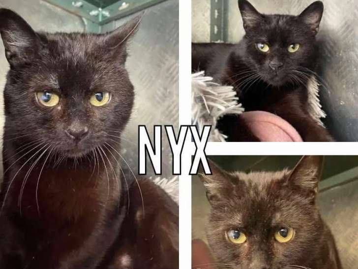 À accueillir : chat de 3 ans