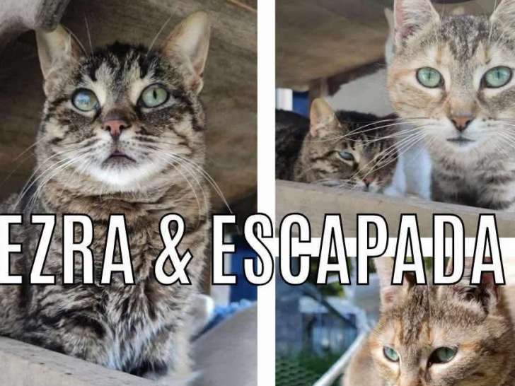 En quête d’un foyer : 2 chattes de 2 ans