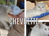 Adoption disponible : chatte blanche