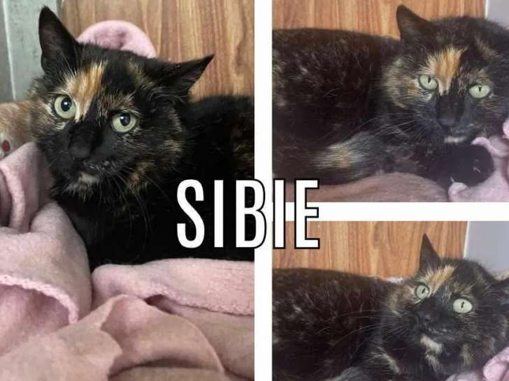 À la recherche d’un foyer : chatte âgée de 4 ans
