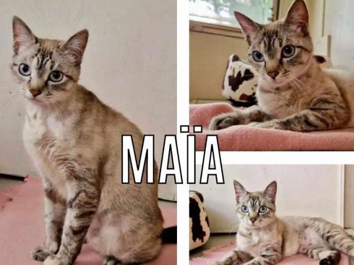 Chatte tigrée grise à adopter