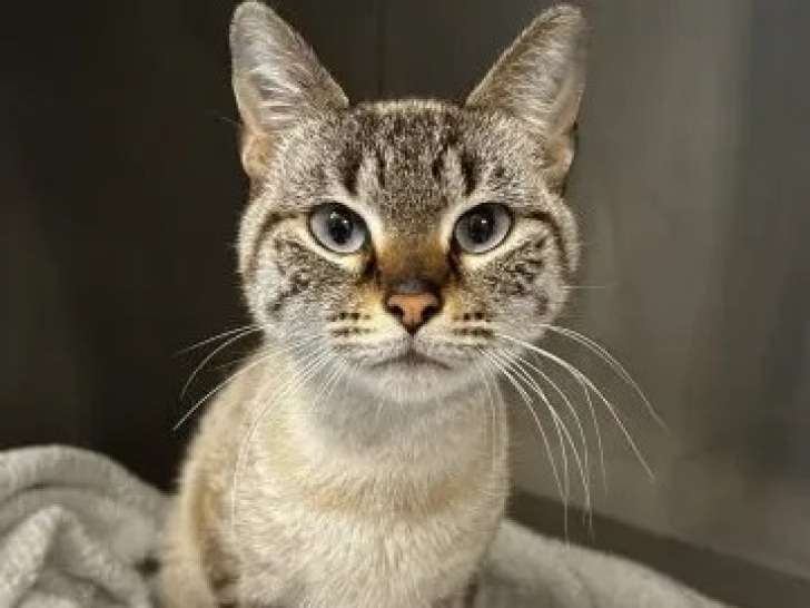 Chatte de 2 ans disponible à l’adoption