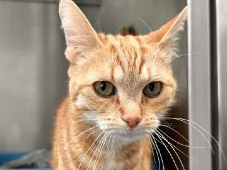 Chatte de 7 ans en attente d’adoption