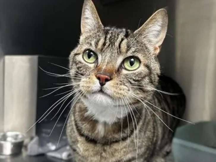 Chat tigré prêt pour l’adoption