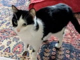 Chatte noire et blanche en attente d’une famille
