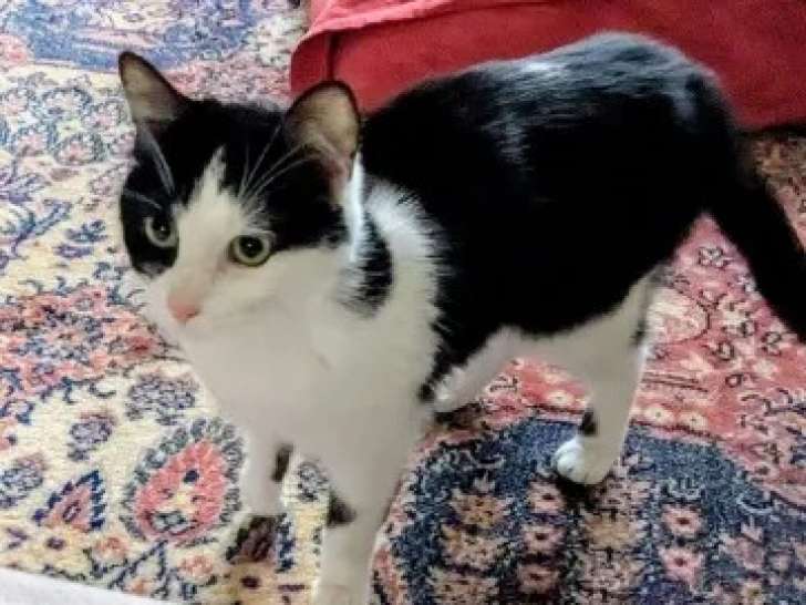 Chatte noire et blanche en attente d’une famille