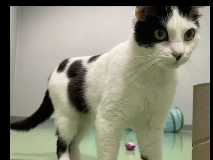 Chatte âgée de 4 ans à accueillir