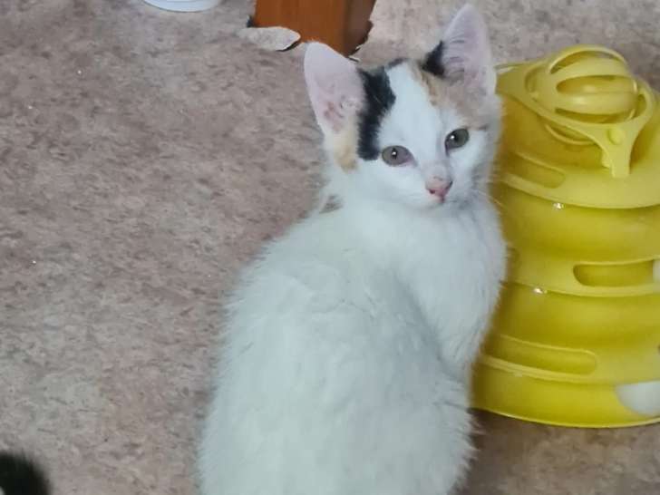 Adoption disponible : chatonne tricolore