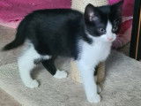 À la recherche d’un foyer : chatonne noire et blanche
