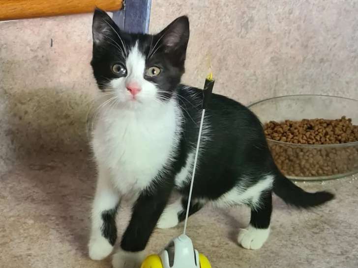 À adopter, chatonne noire et blanche