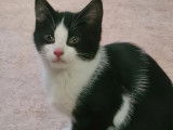 À adopter, chatonne noire et blanche