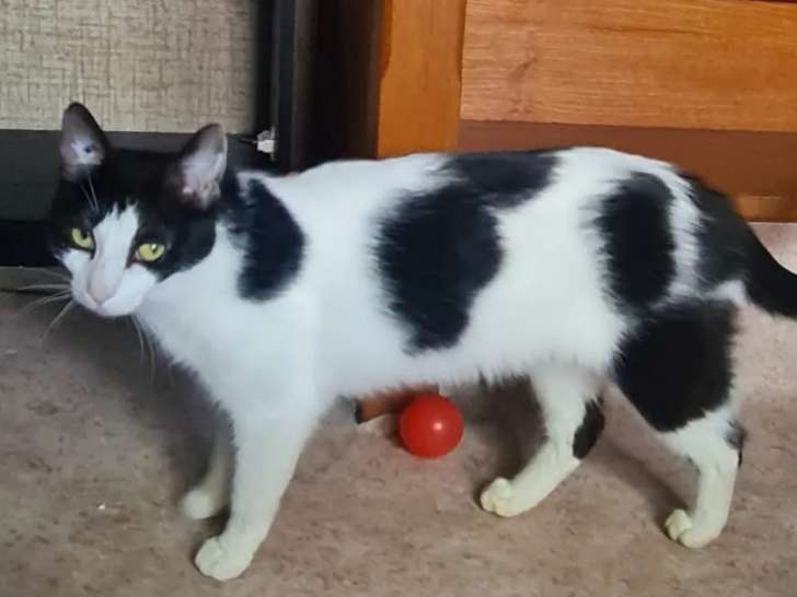 Disponible à l’adoption, chatte de 2 ans