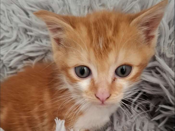 Prêt pour l’adoption, chaton mâle roux